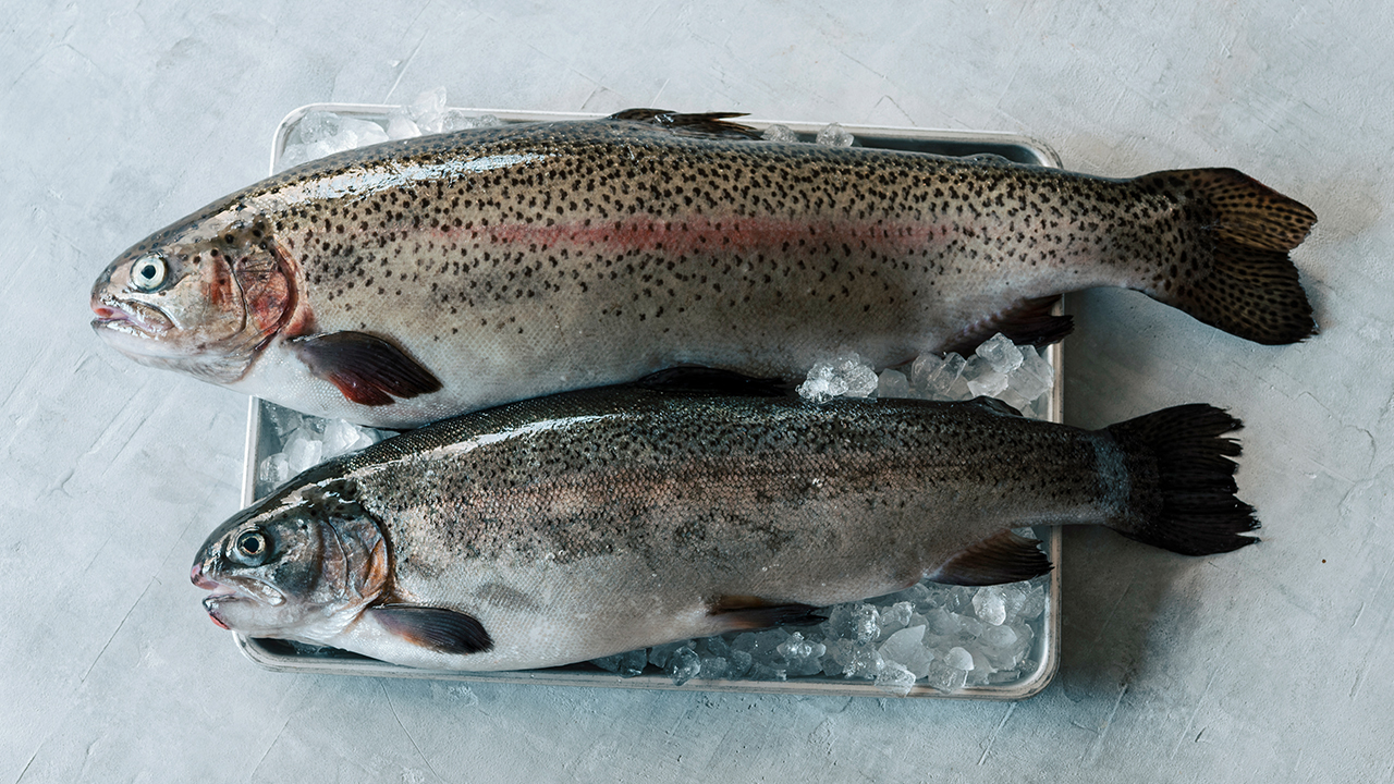 富士山サーモン
