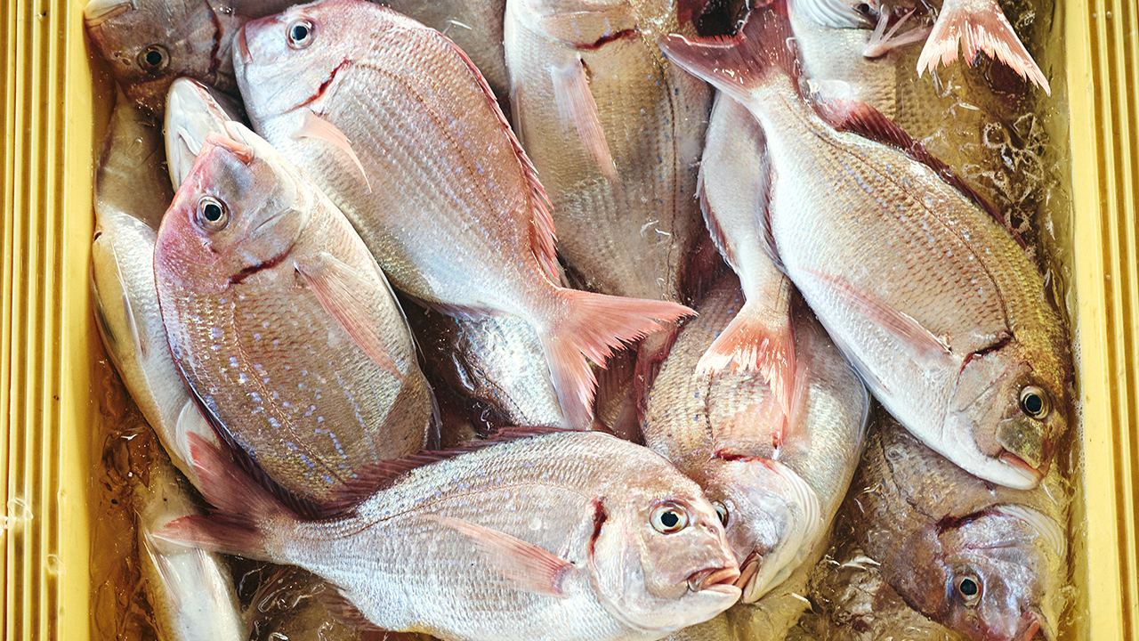 サスエ前田魚店