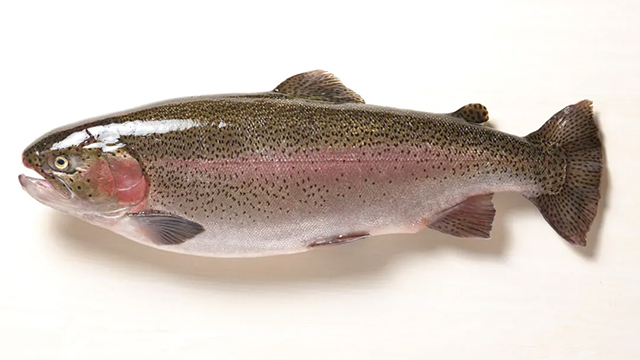 富士山サーモン