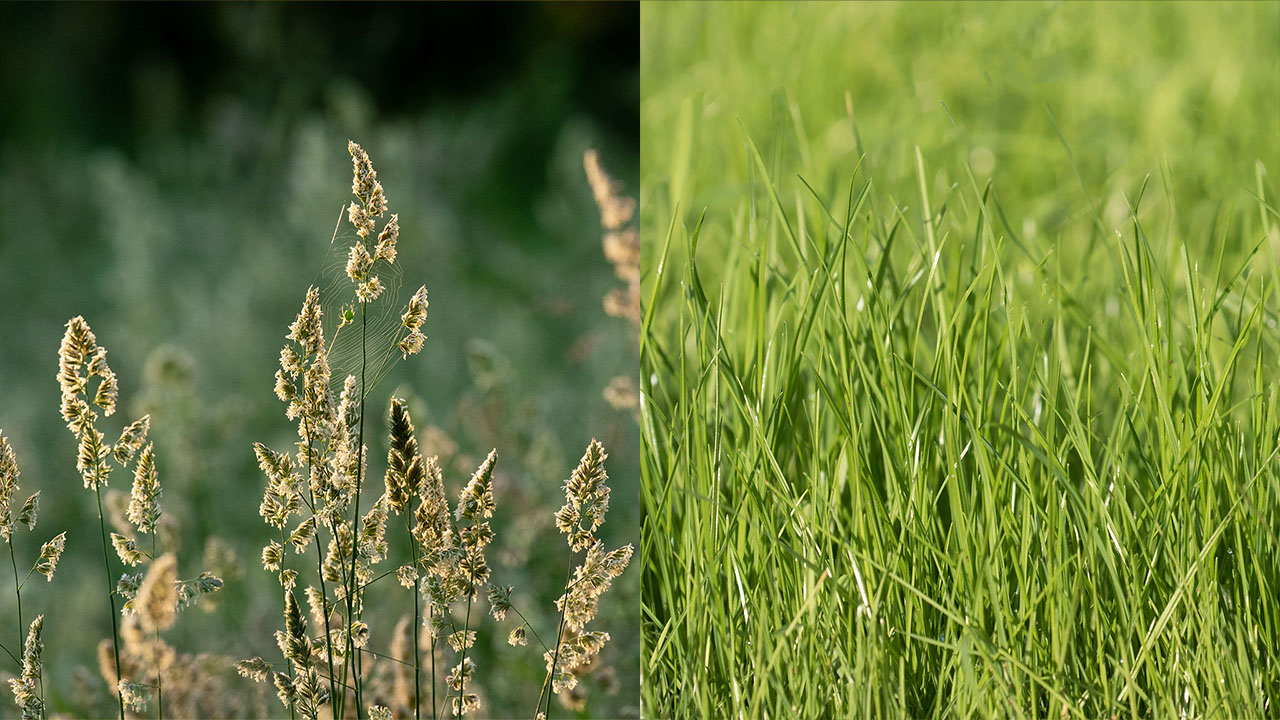 牧草の種類オーチャドとペレニアルライグラス