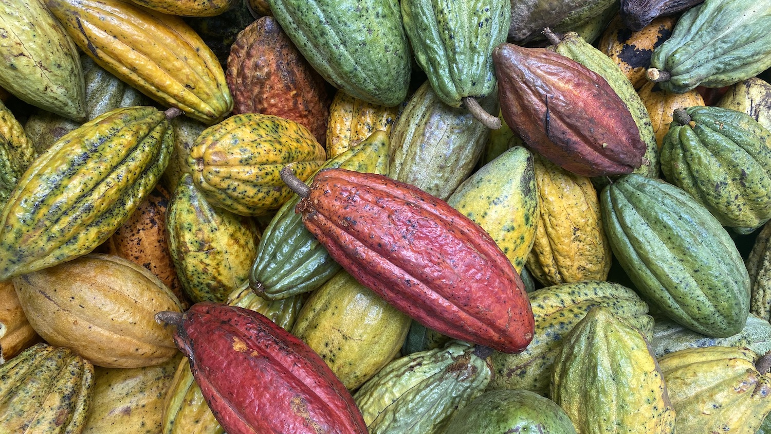 チョコレートの原材料であるカカオは、フルーツの一種。写真協力＝Farm of Africa