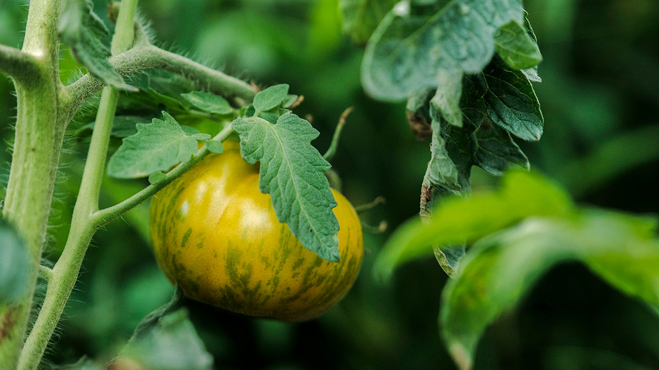 鮎、グリーントマトのケッカソース