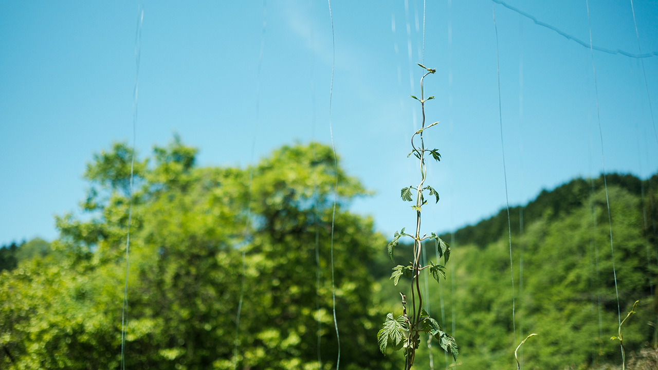 蒜山醸造所 つちとみず