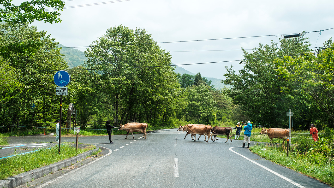イルリコッターロ