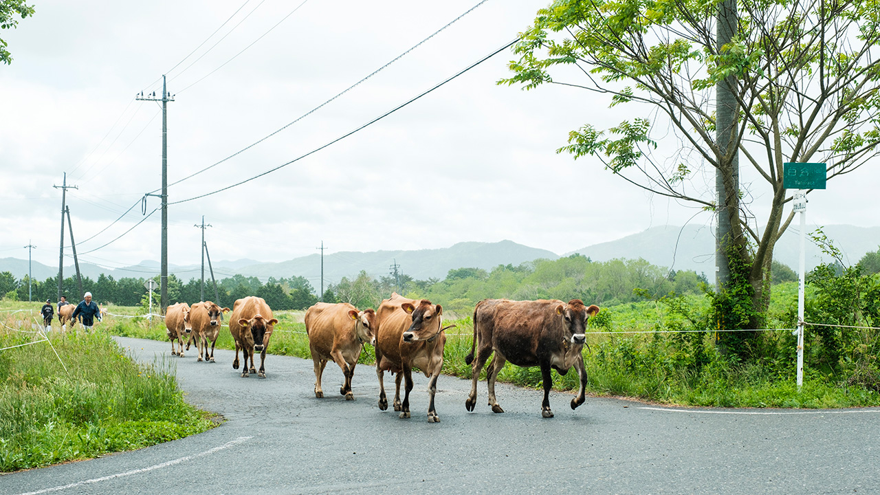 イルリコッターロ