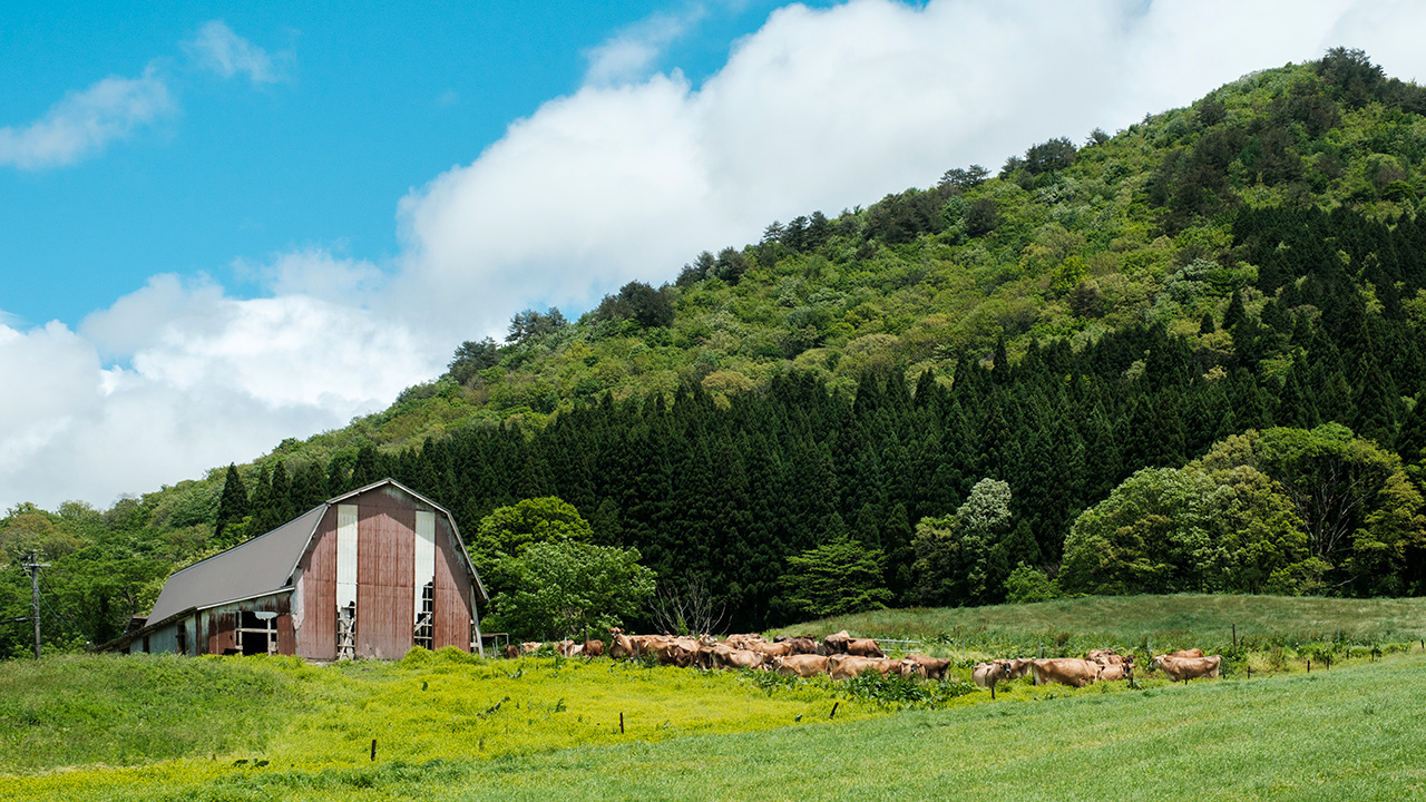 イルリコッターロ