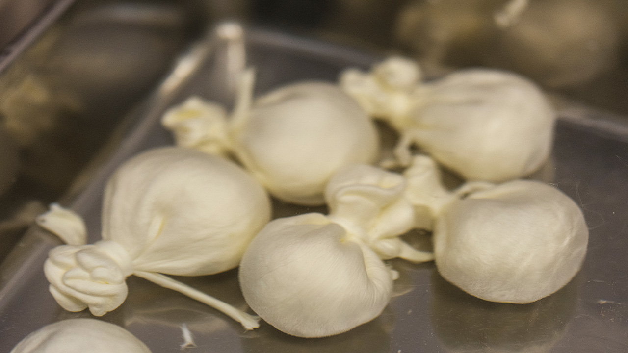 イルリコッターロ