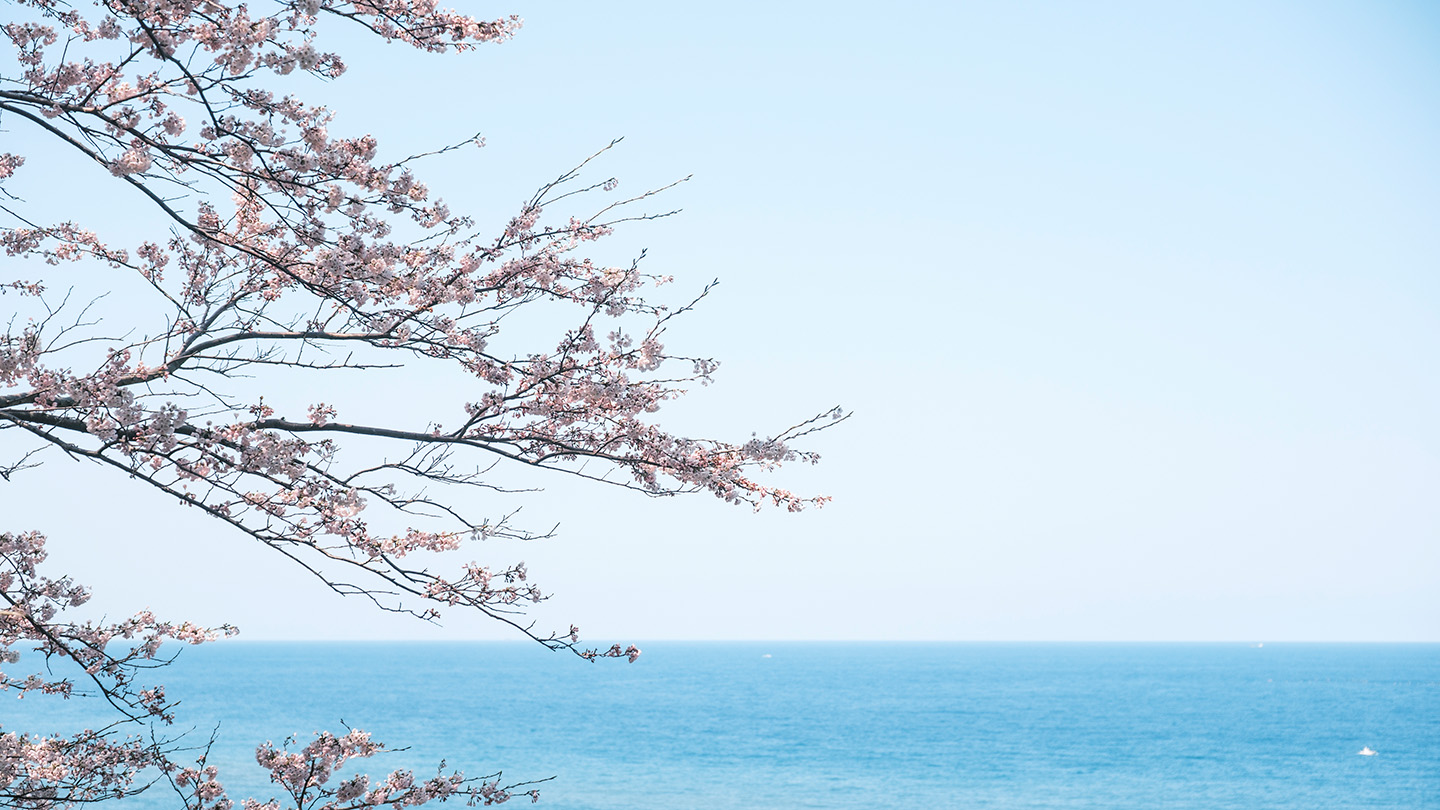 能登かきは、桜の時季に美味くなる