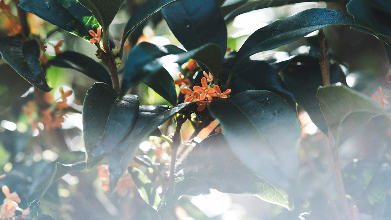 アルケミエ 辰巳蒸留所