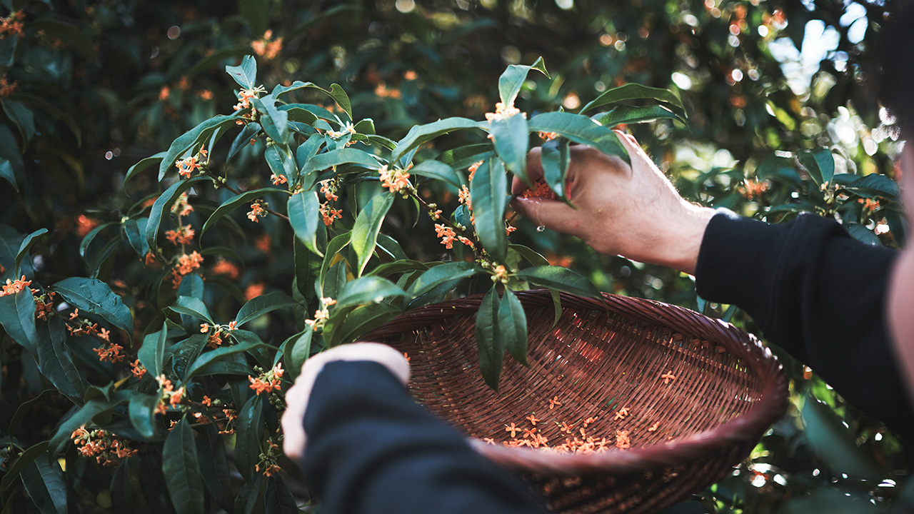 アルケミエ 辰巳蒸留所