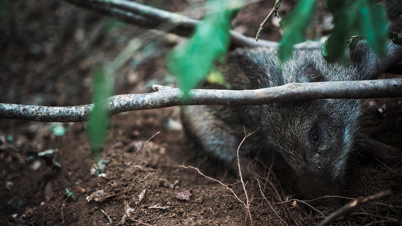 繊細な狩猟者が引き⾦を引く時