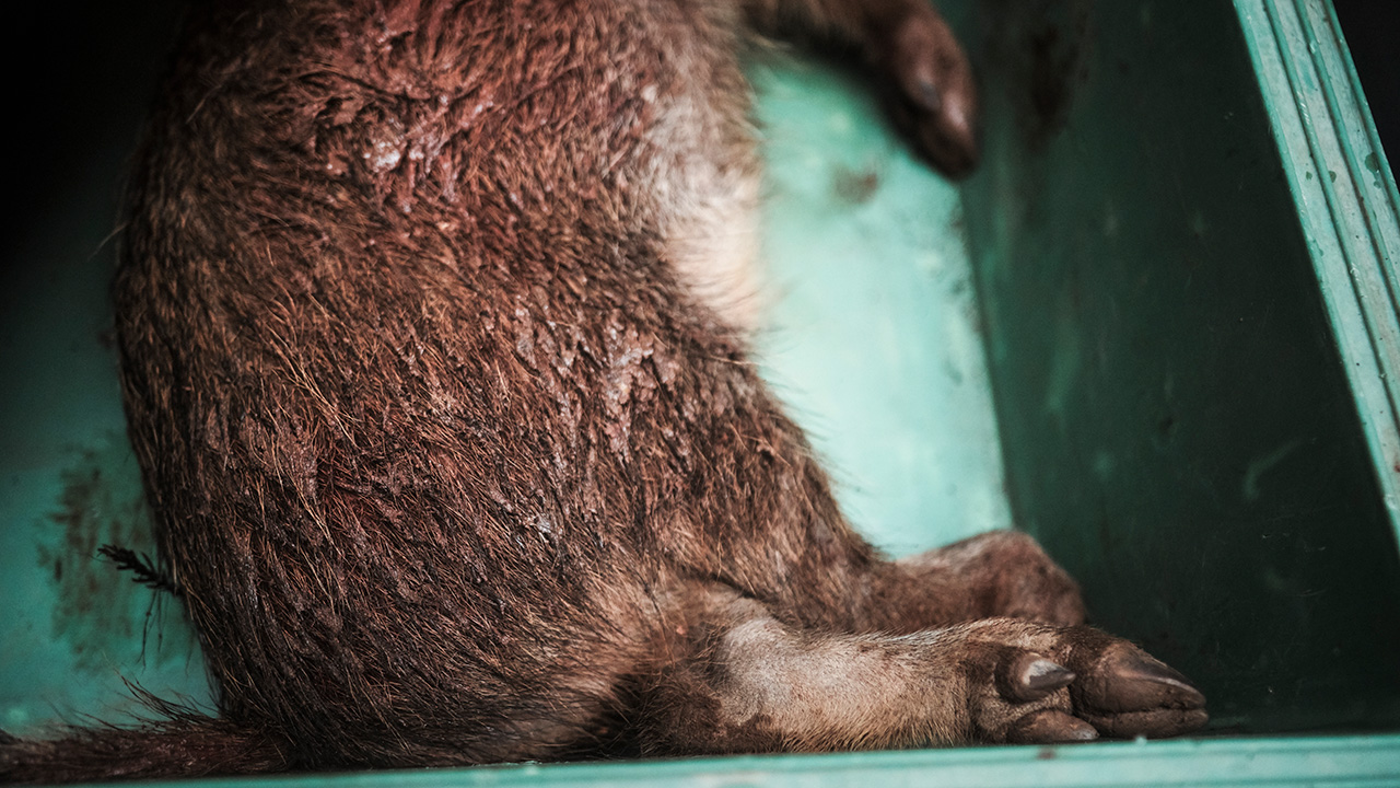 繊細な狩猟者が引き⾦を引く時