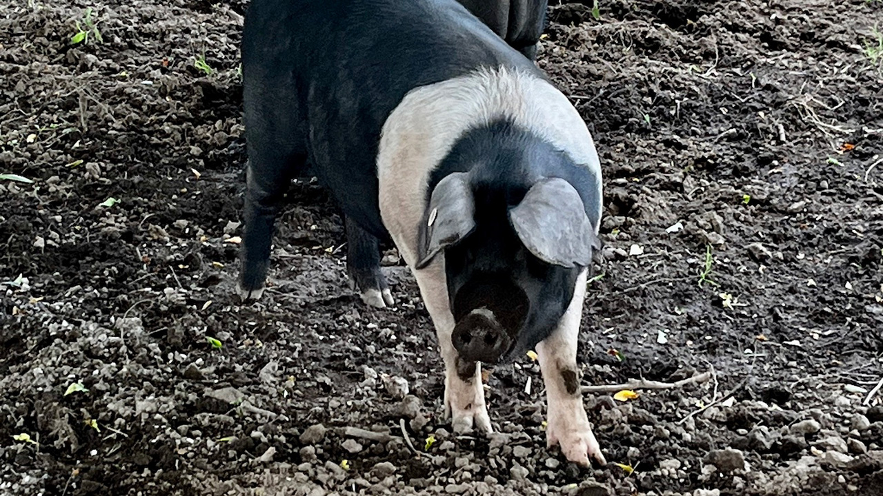 ふくどめ小牧場