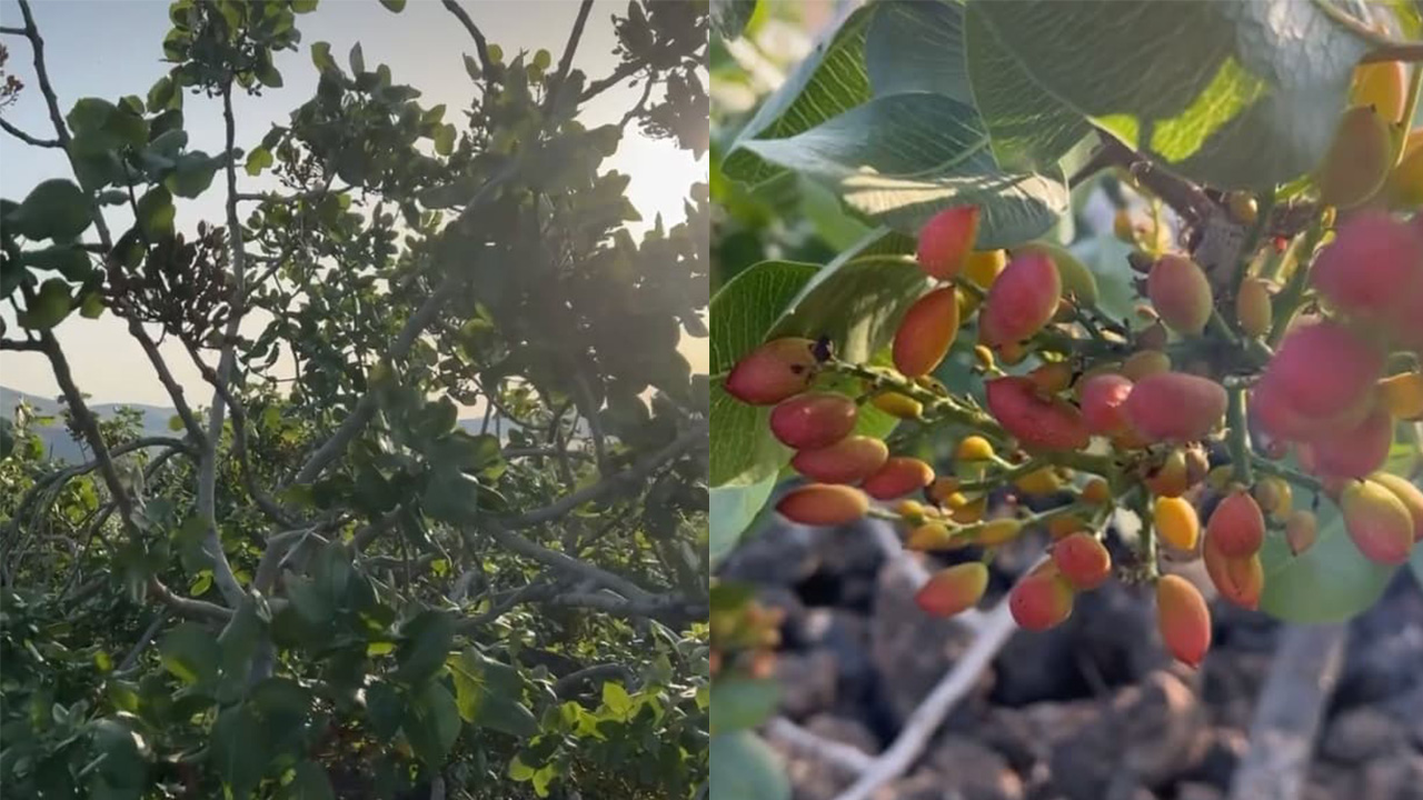 ブロンテ産ピスタチオ