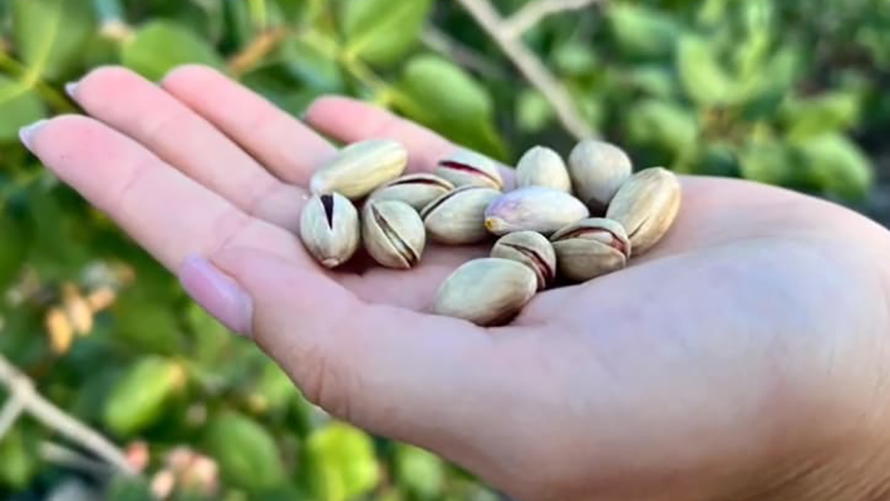 ピスタチオの香りと風味をたのしむ