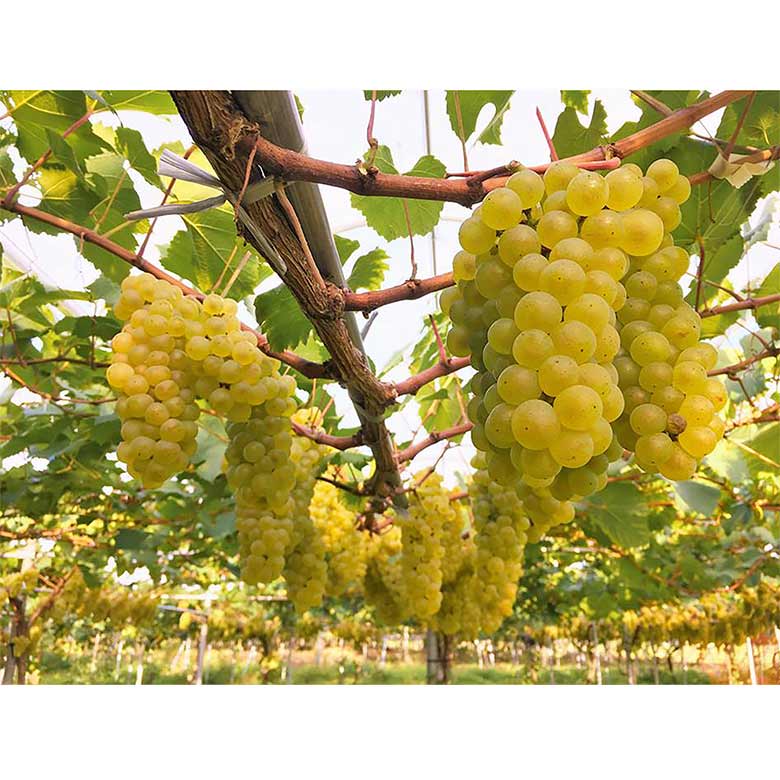 kikijiji0904】 月香2018. 2019 シャルドネ2019 kikijiji0904様専用