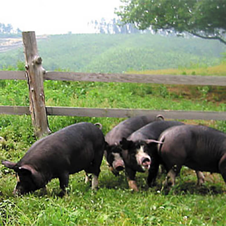 ハムハムキャンディ&クッキー The Yumm Factory | San Antonio TX
