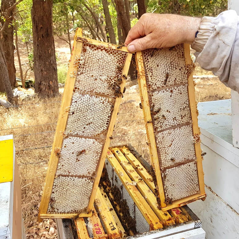 A BUZZ FROM THE BEES ジャラハニー TA20+250g | DEAN & DELUCA A BUZZ FROM THE BEES ジャラハニー TA20+250g | DEAN & DELUCA