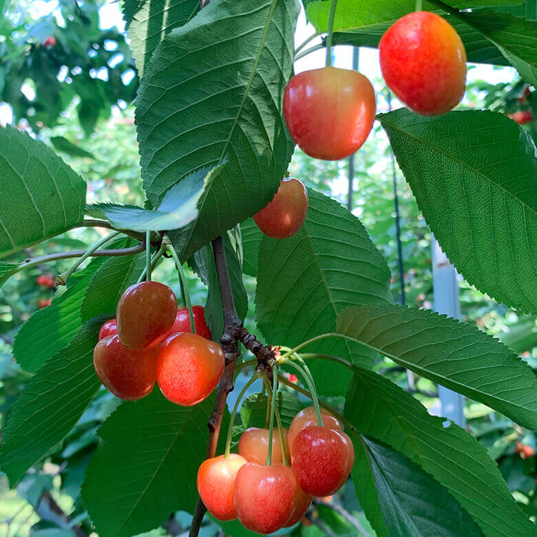 DEAN & DELUCA オーチャードジャムシリーズ 山形県『鈴木さくらんぼ園