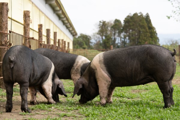 ふくどめ小牧場