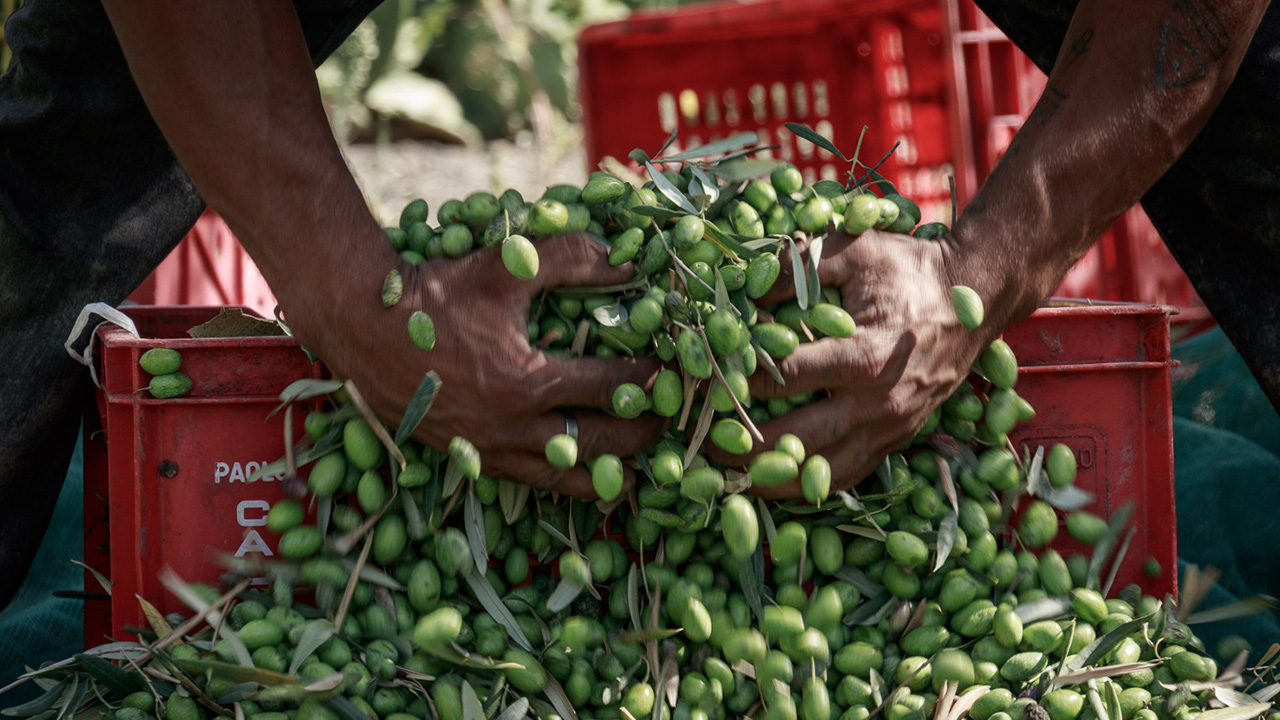 ROMANO EVOO OIL DOP ETNA1