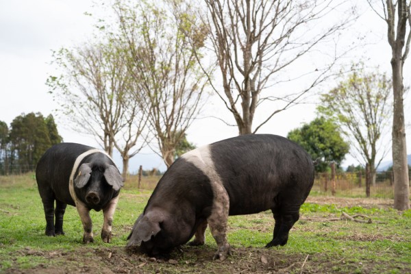 シャクータリーセレクション2