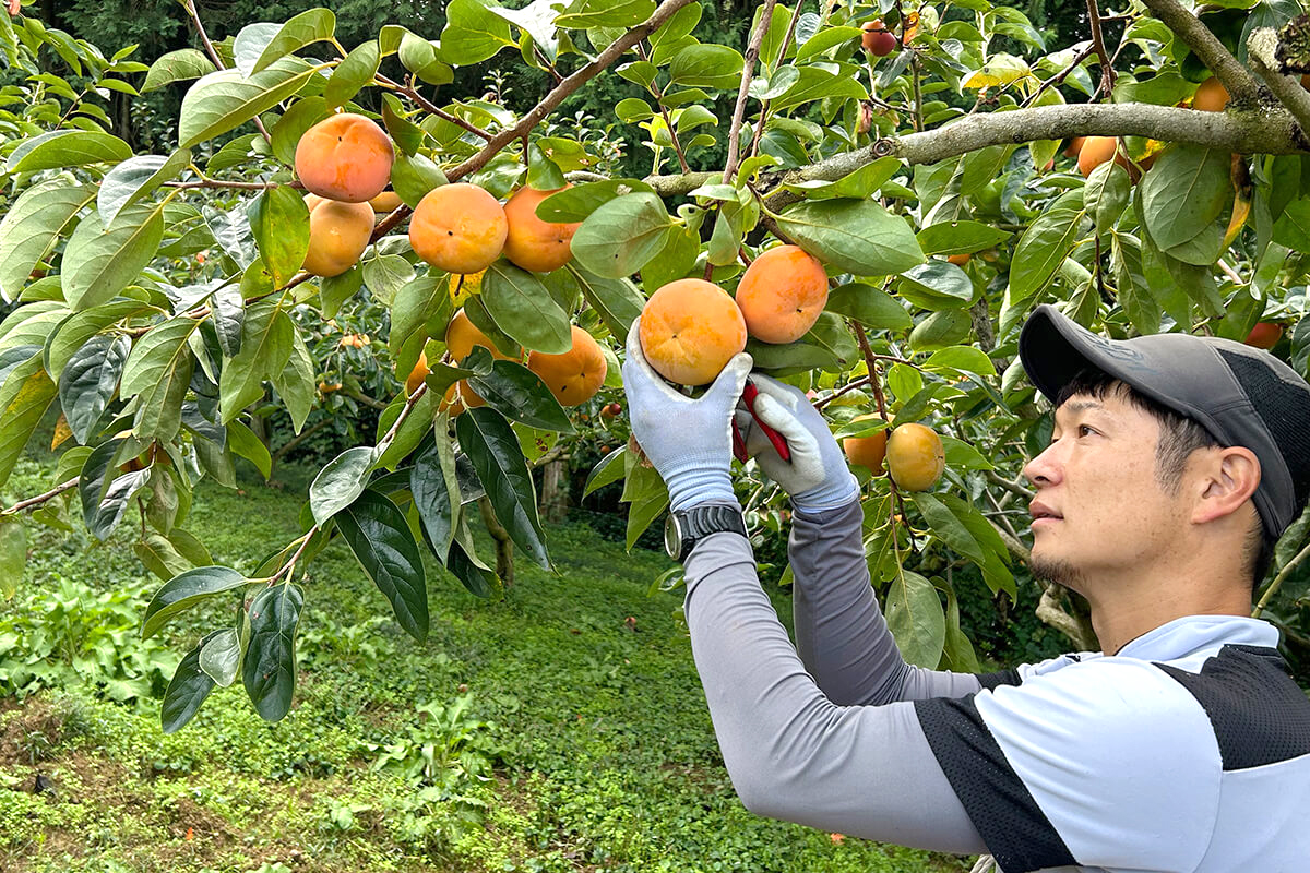 完熟柿ジャム